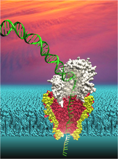 Nanopore DNA Sequencing Technology