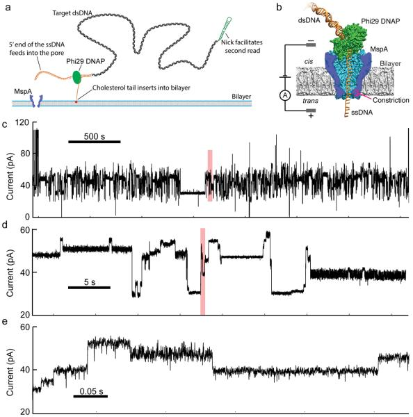 Decoding Long Nanopore Sequencing Reads