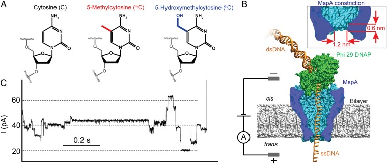 Detection and Mapping of 5-methylcytosine