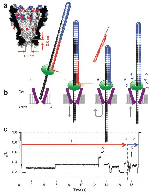 Reading DNA with the MspA Nanopore