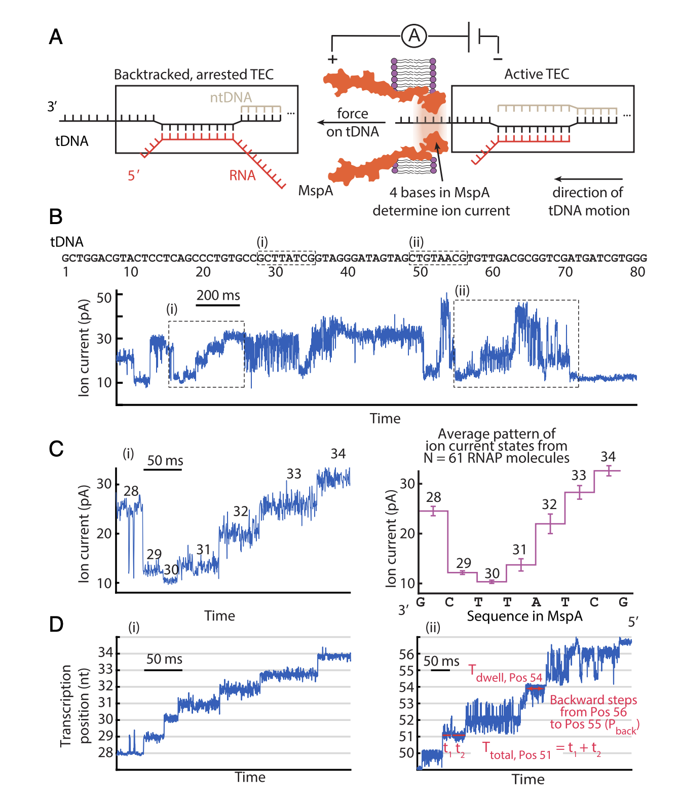 Nanopore tweezers show fractional-nucleotide translocation in sequence-dependent pausing by RNA polymerase