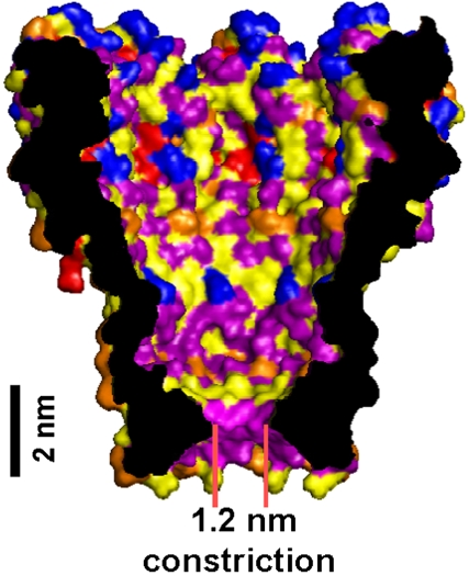Single Molecule DNA detection with an engineered MspA protein nanopore
