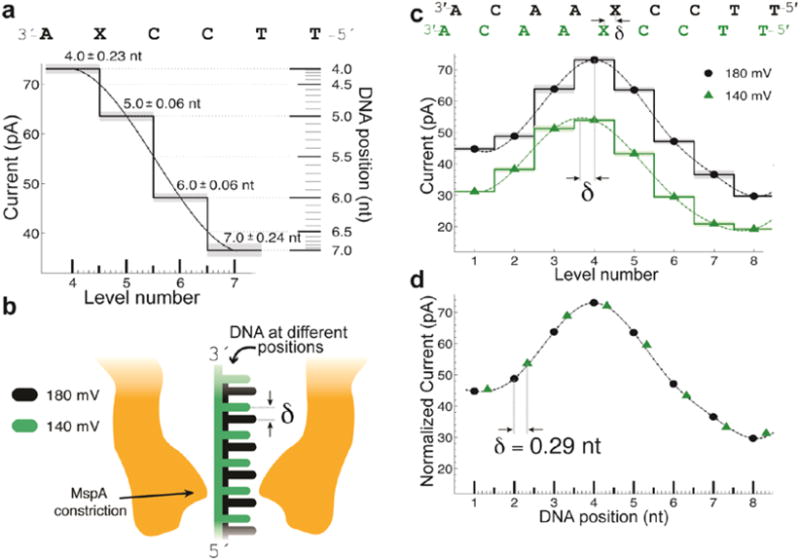 Subangstrom Measurements of Enzyme Function